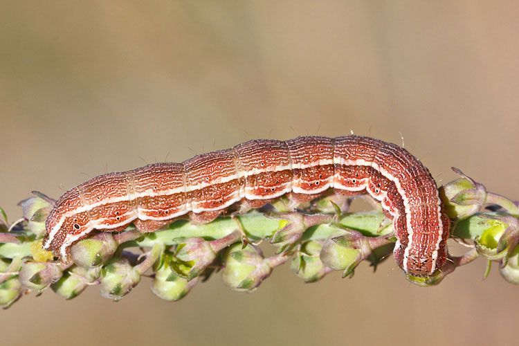 Bruco su Linaria